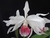 Laelia purpurata v. carnea x self na internet