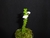 Mystacidium distinchum