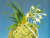 Neofinetia falcata "Zuiun" (amarela) - comprar online