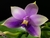 Phalaenopsis Samera cerulia - comprar online