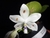 Phalaenopsis speciosa Brown Spots x sib