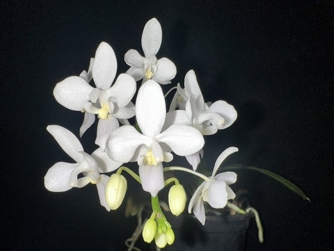 Phalaenopsis equestris alba
