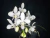 Phalaenopsis equestris alba