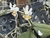 Phalaenopsis gibbosa
