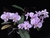Phalaenopsis schilleriana ESPECIAL na internet