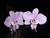 Phalaenopsis schilleriana ESPECIAL - comprar online