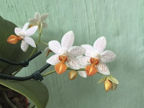 Phalaenopsis Mini Mark
