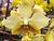 Phalaenopsis stuartiana v. Xyuia