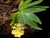 Erycina (Psygmorchis) pusilla