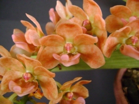 Rhynchostyllis gigantea "Peach"