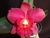 Sl Petropolis - comprar online