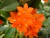Sophronitis cernua x self