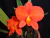 Sophronitis coccinea selecionada "Tanoue"