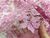 Tule Bordado Yse Rosa - 100% Poliéster - 1,32 Metros de Largura - 292g/m²