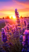 Essência Lavanda Gold - comprar online
