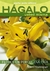 FLORES EN PORCELANA FRIA/HAGALO USTED MISMA