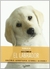 DESCUBRELO EL LABRADOR