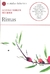 RIMAS