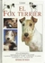 FOX TERRIER