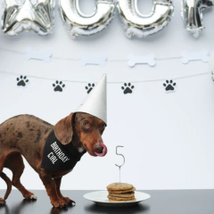PARTY BOX | WOOF - tienda online