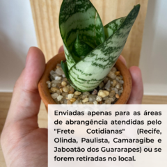 Mini Espada de São Jorge na internet
