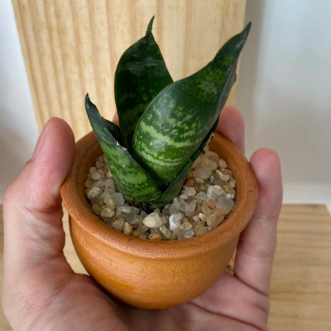 Mini Espada de São Jorge