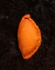 Empanada rellena Pastrón Casero, con chucrut y queso suizo, horneada por Asado Feroz. La masa es casera con harina orgánica, pigmentada color naranja de forma natural. 