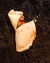 Empanada de Carne Ahumada