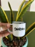 Saideira