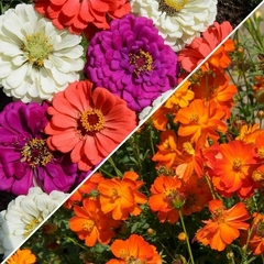 Mix de Zinnias y Cosmos narnaja
