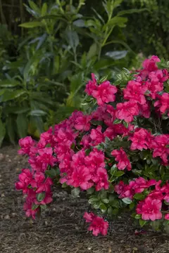 Azalea "kimono Maraschino" en internet