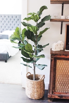 Ficus Pandurata Artificial