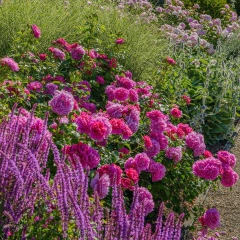 PRINCESS ANNE - comprar online