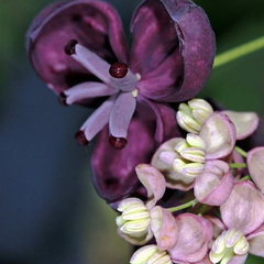 Akebia Quinata