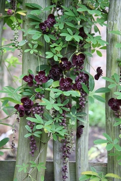 Akebia Quinata - comprar online