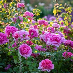 PRINCESS ALEXANDRA OF KENT - comprar online