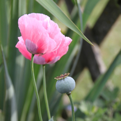 Mix Amapola