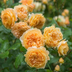 Crown Princess Margareta (Trepador) - comprar online