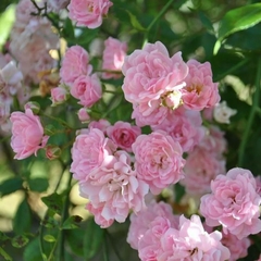 Banksiae "Rosae"