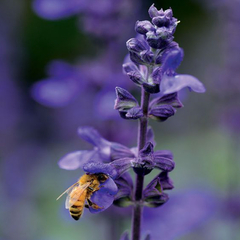 Salvia Big blue