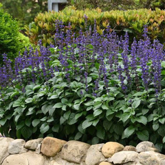 Salvia Big blue - comprar online