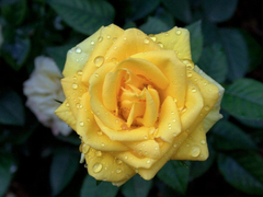 Rosal Arbolito (de pie alto)