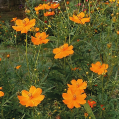 Cosmos Sulphureus - comprar online