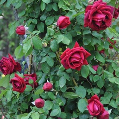 Crimson Glory