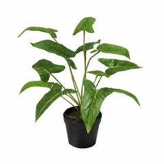 Singonium c/maceta