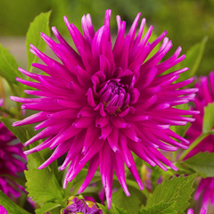 Dahlia Cactus Purple Gem (bulbo)