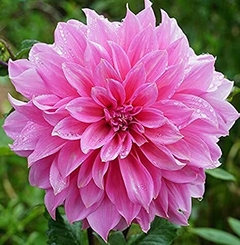 Dahalia Decorativa Rosella (bulbo)