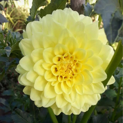Bulbo Dahlia amarilla