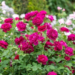 DARCEY BUSSELL®