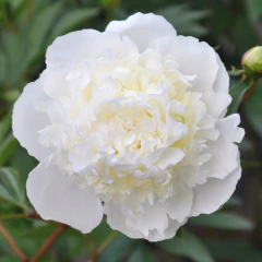 Rizoma Peonía Duchesse de Nemours